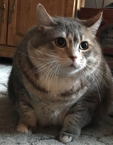348 Best Chonky Images On Pholder Chonkers Absolute Units And Aww