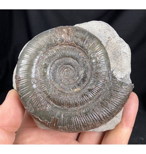 Fossils For Sale Fossils Jurassic Ammonite From Whitby