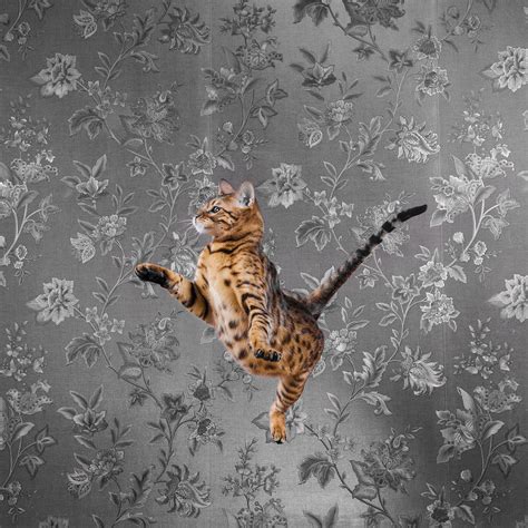 Savannah Cat Jumping Best Cat Wallpaper