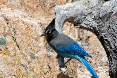 A Rocky Mountain Blue Bird Perched On A Branch In Colorado Stock Photo