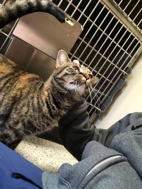 For more than 20 years we have been saving lives and curing sick and helpless pets of all kinds. Pet Boarding in Valparaiso, IN 46385 - Arbor View Animal ...