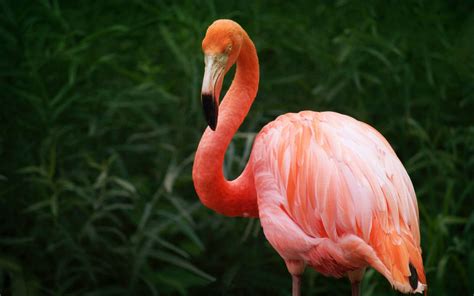 Orange Flamingos Hd Wallpaper Download For Mobile