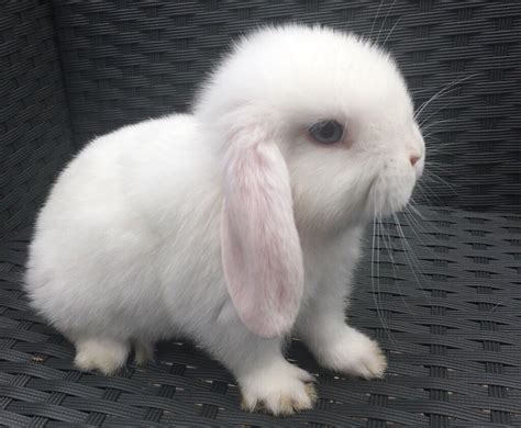 Blue Eyed White Mini Lop Male Very Friendly Ready Now In Derby