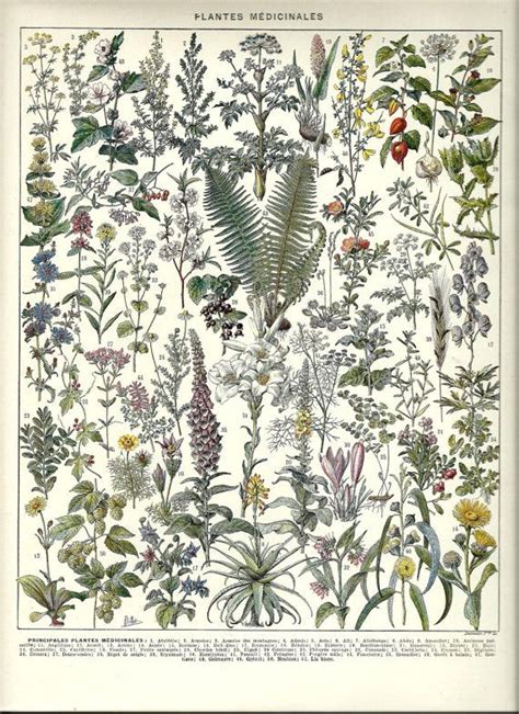 Healing Medicinal Plants Herbs Vintage French Dictionary Poster Page