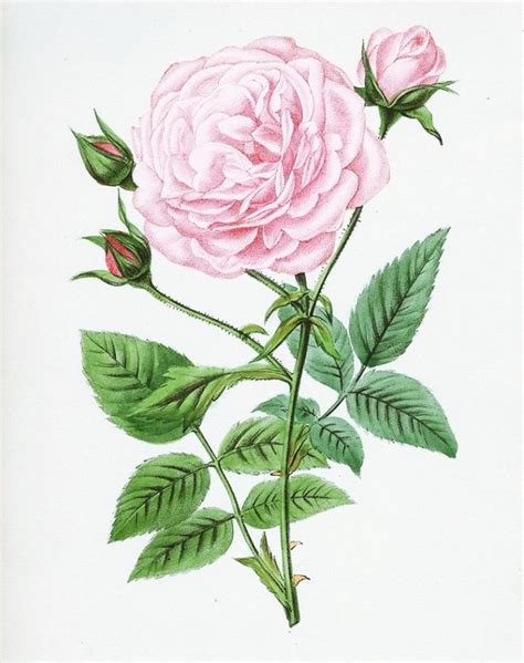 1001 Modeles Et Conseils Pour Apprendre Comment Dessiner Une Rose