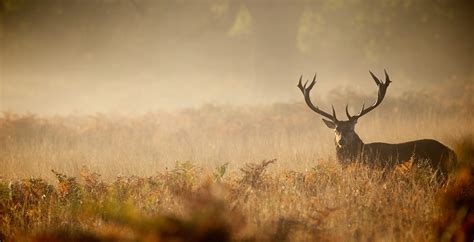 Red Deer Stag Silhouette In The Mist Custom Wallpaper