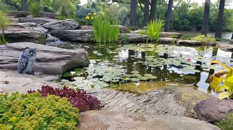 Handpicking The Right Plants For Your Serene Water Garden Reflections