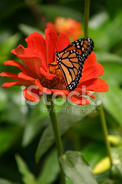Maybe you would like to learn more about one of these? Monarch Butterfly Sitting on Red Flower (close Up) Stock ...