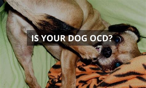 Is Your Dog Ocd Train 2 Behave