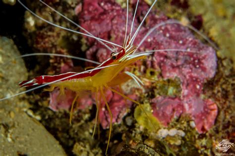 Pacific Cleaner Shrimp Facts Photographs And Video Seaunseen