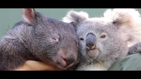 Koala And Wombat Become Best Friends While On Pandemic Lockdown