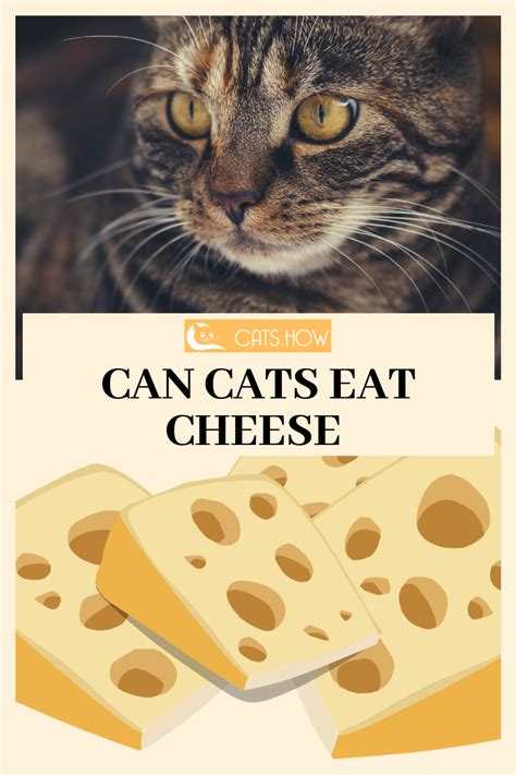 Cats can't digest dairy products like milk and cheese. Can Cats Eat Cheese? | Wellness cat food, Best cat food ...