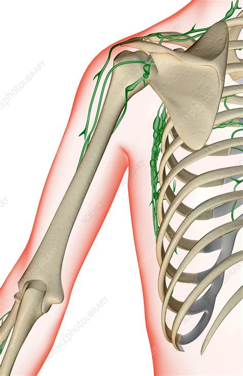 The Lymph Supply Of The Shoulder Stock Image F0019098 Science