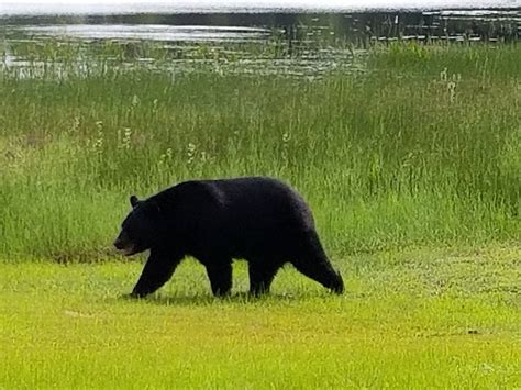 Florida Bear Hunt Open Forum