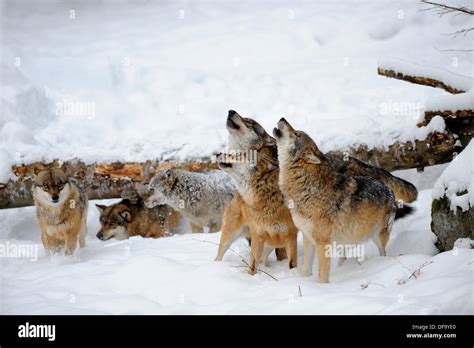 European Grey Wolf Howling In Winter Canis Lupus Captive