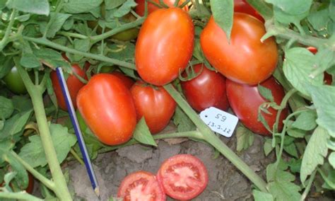 Sus flores son de las más conocidas dentro del mundo de los cactus por sus llamativos colores, principalmente amarillos, rosa y rojo. El tomate, ¿es un fruto o una fruta? | Supercampo