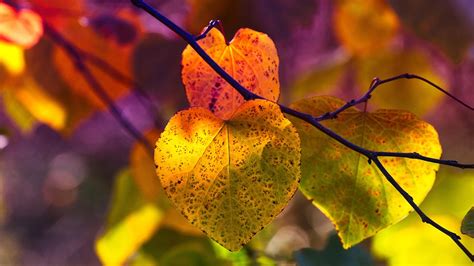 Autumn Leaves Mood Fall Color Free Photo On Pixabay