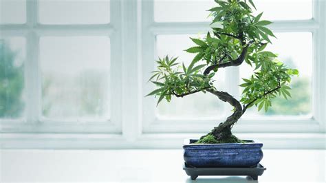 Humans and cannabis seeds have a long history together. Growing Cannabis Bonsai Trees | Cannabis Growing Forum ...