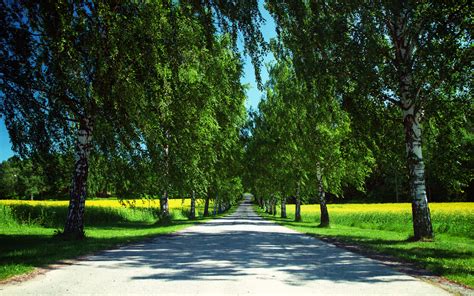 Images Birch Nature Avenue Summer Roads Trees 1920x1200