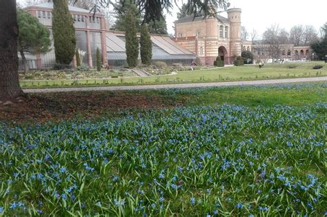 Der botanische garten liegt am rande des schlossgartens westlich des karlsruher schlosses. Botanischer Garten Karlsruhe - Scillablüte