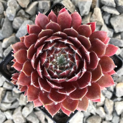 Sempervivum Red Delta Hens And Chicks 35 Pot Little Prince To Go