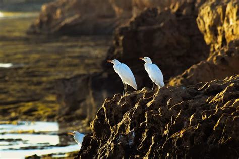 Wildlife Nature Rock Picture Free Cyprus Photos