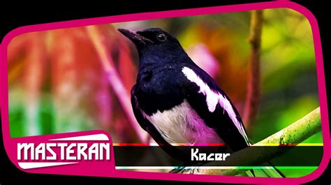 Info hewan populer 25 november 2020. SUARA BURUNG - Masteran Terbaik Kacer | Song 47 - YouTube