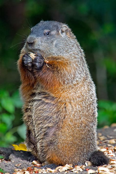 What Do Groundhogs Eat? Not What You Thought - Animal Sake