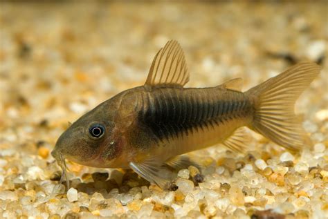 Bronze Corydoras Fish Species Profile