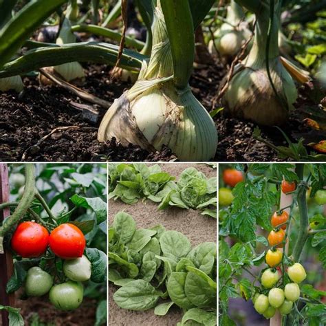 Vegetable Gardening Calendar in India - A Full Guide | Gardening Tips