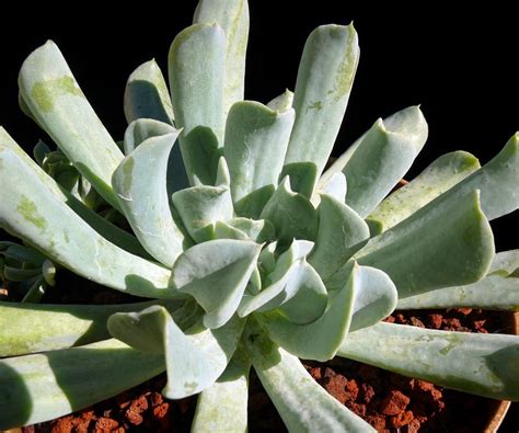 What they all have in common are the fleshy leaves and the need for a dry, warm environment. Echeveria "Topsy Turvy" - Cactus Jungle