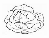 Cabbage Coloring Vegetables sketch template