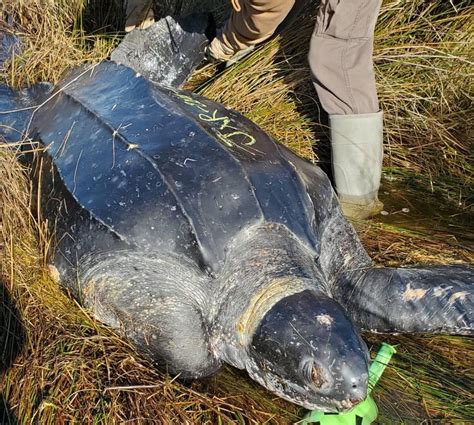 Leatherback Sea Turtle Found Dead On Hatteras Island Obx Today