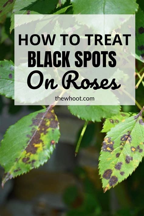 Black shiny spots on leaves/black mold?/need help please. How To Treat Black Spots On Roses Organically| The WHOot ...