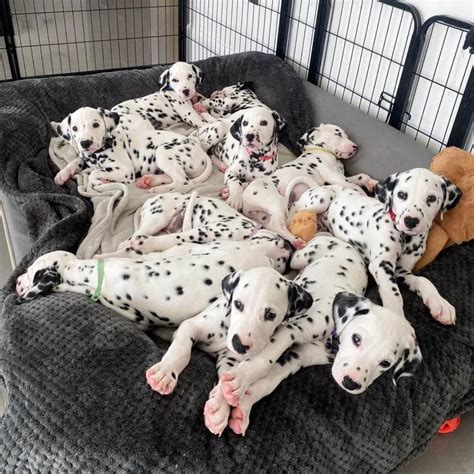 15 Adorable Photos Of Dalmatian Puppies With Pure Beauty