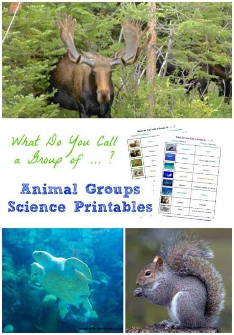 Animal Groups Science Printables