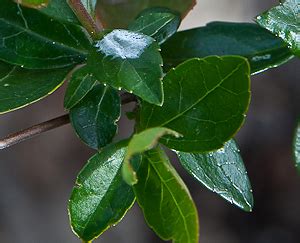 It was named after dr. Abelia grandiflora, Glossy abelia in Victoria Garden ...