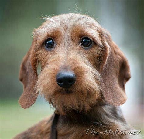 A Brown Dog With Blue Eyes Looking At The Camera
