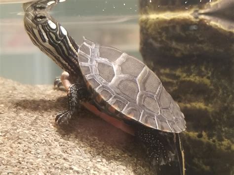 Is Something Up With My Baby Eastern Painted Turtles
