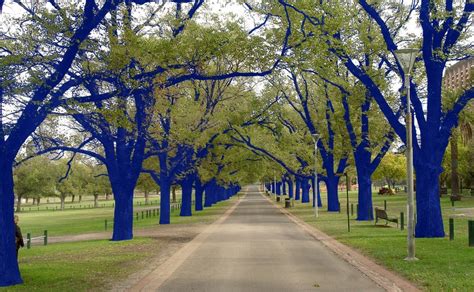 Blue Trees For Houston Glasstire