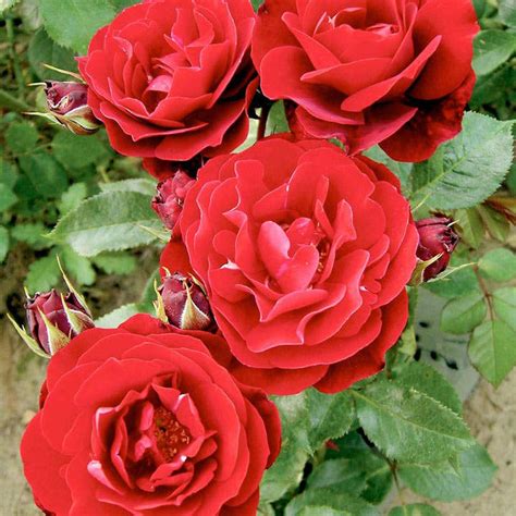 Bush Rose Red Abundance Harkness Scented English Roses Busy Bee