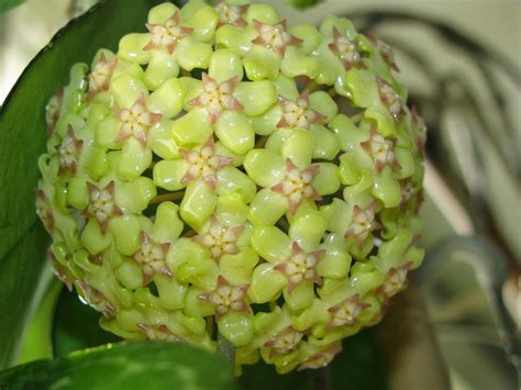 Finn denne og andre pins på hoya av paulo henrique alvarenga de castilho. hoya fusco-marginata | Jardim, Cores