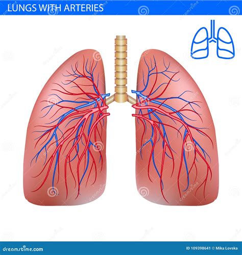 Anatomía Humana Con La Arteria Vista Delantera De Los Pulmones Del