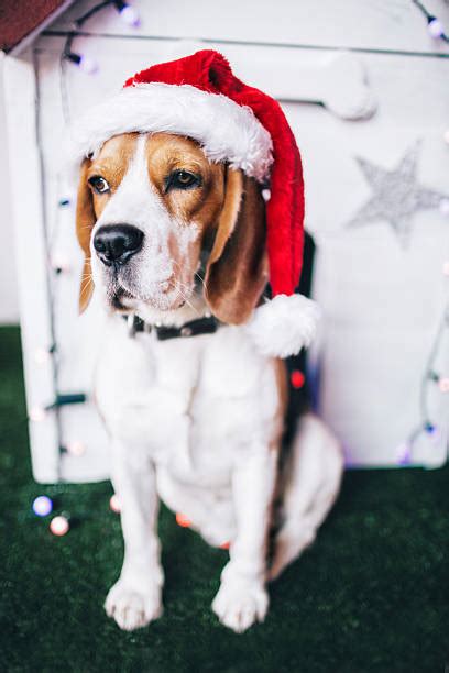 Christmas Dog House Stock Photos Pictures And Royalty Free Images Istock