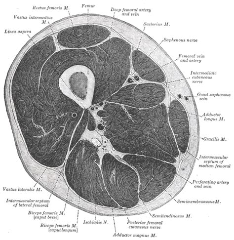 Saphenous Nerve Wikidoc