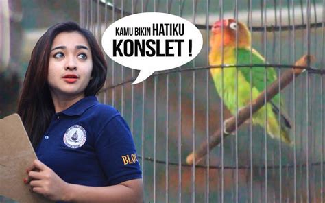 35 foto cewek cantik indonesia idaman para cowok. 45 Meme Lucu tentang Burung untuk Menghibur Kicau Mania ...