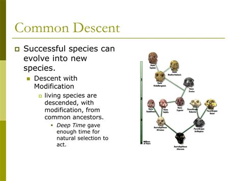 Descent With Modification From A Common Ancestor Bio216 Fossil Evidence In This Module You