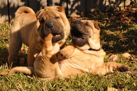 Shar Pei Puppies Too Adorable Our Babies Tebow And Brees Shar Pei