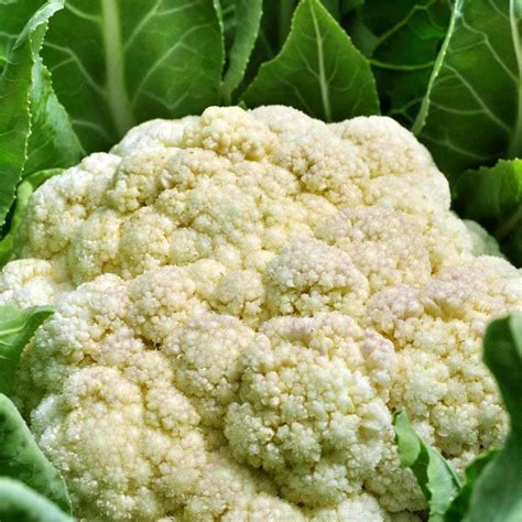 Organic Cauliflower Snow Crown 1g Heirloom Non Gmo Seeds My