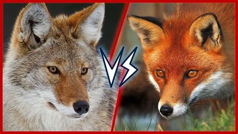 7 Difference Between Coyotes And Foxes With Similarities Animal